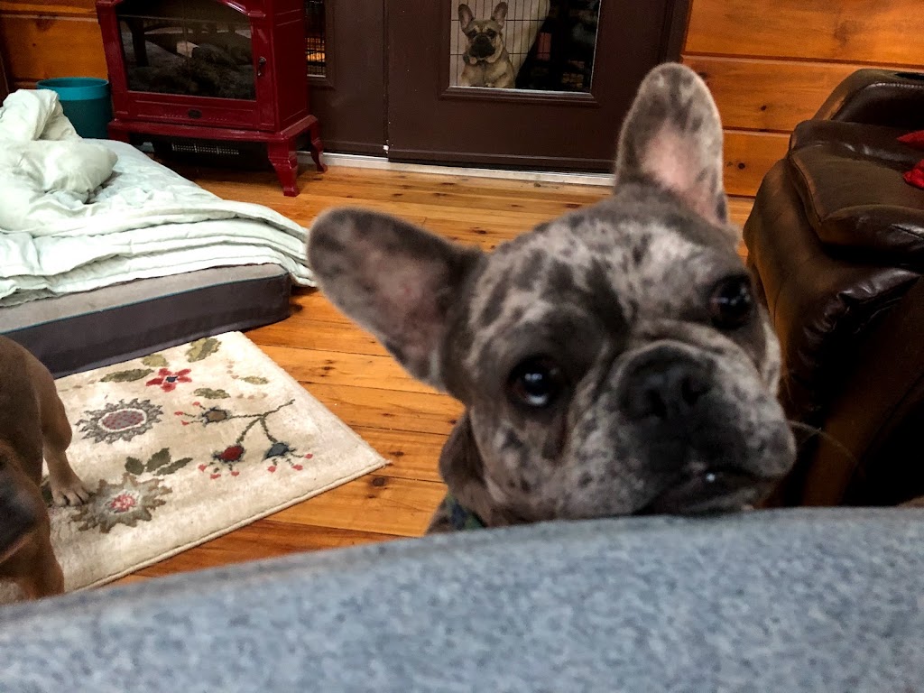 Unicorn French Bulldogs | Buckhorn Rd, Selwyn, ON K0L 2H0, Canada | Phone: (416) 755-0701