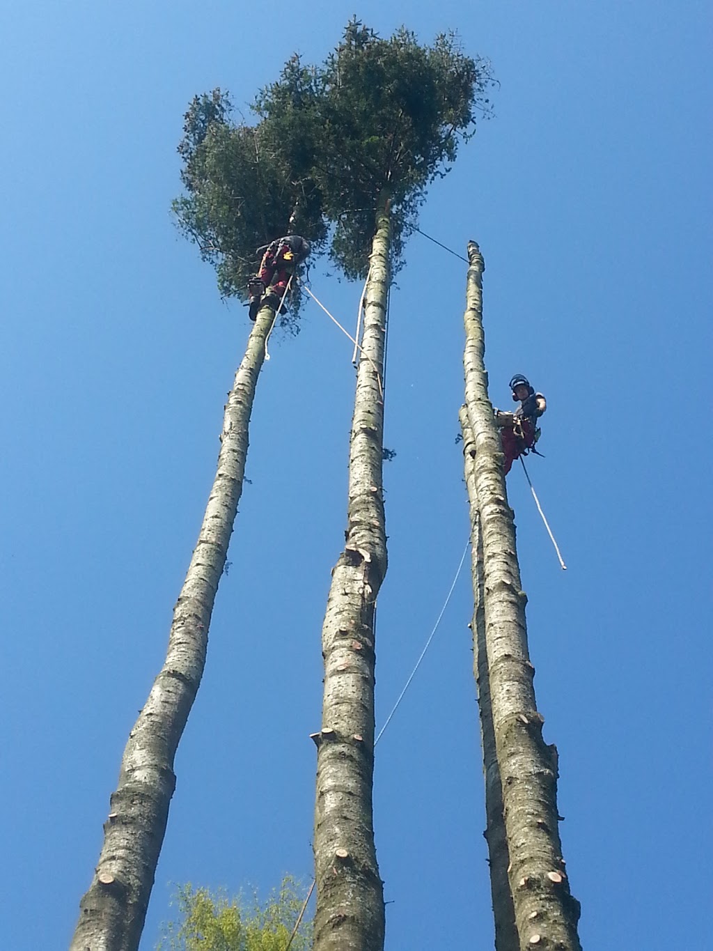 ROYAL WOOD TREE CARE | 1101 English Bluff Rd, Delta, BC V4M 2N7, Canada | Phone: (604) 943-0084