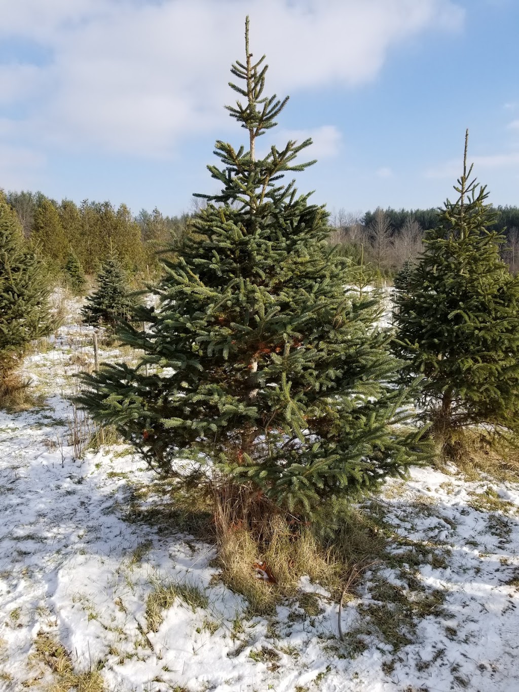 Evergreen Tree Farm | 7811 Wellington 22, Guelph, ON N1H 6J2, Canada | Phone: (519) 767-2496