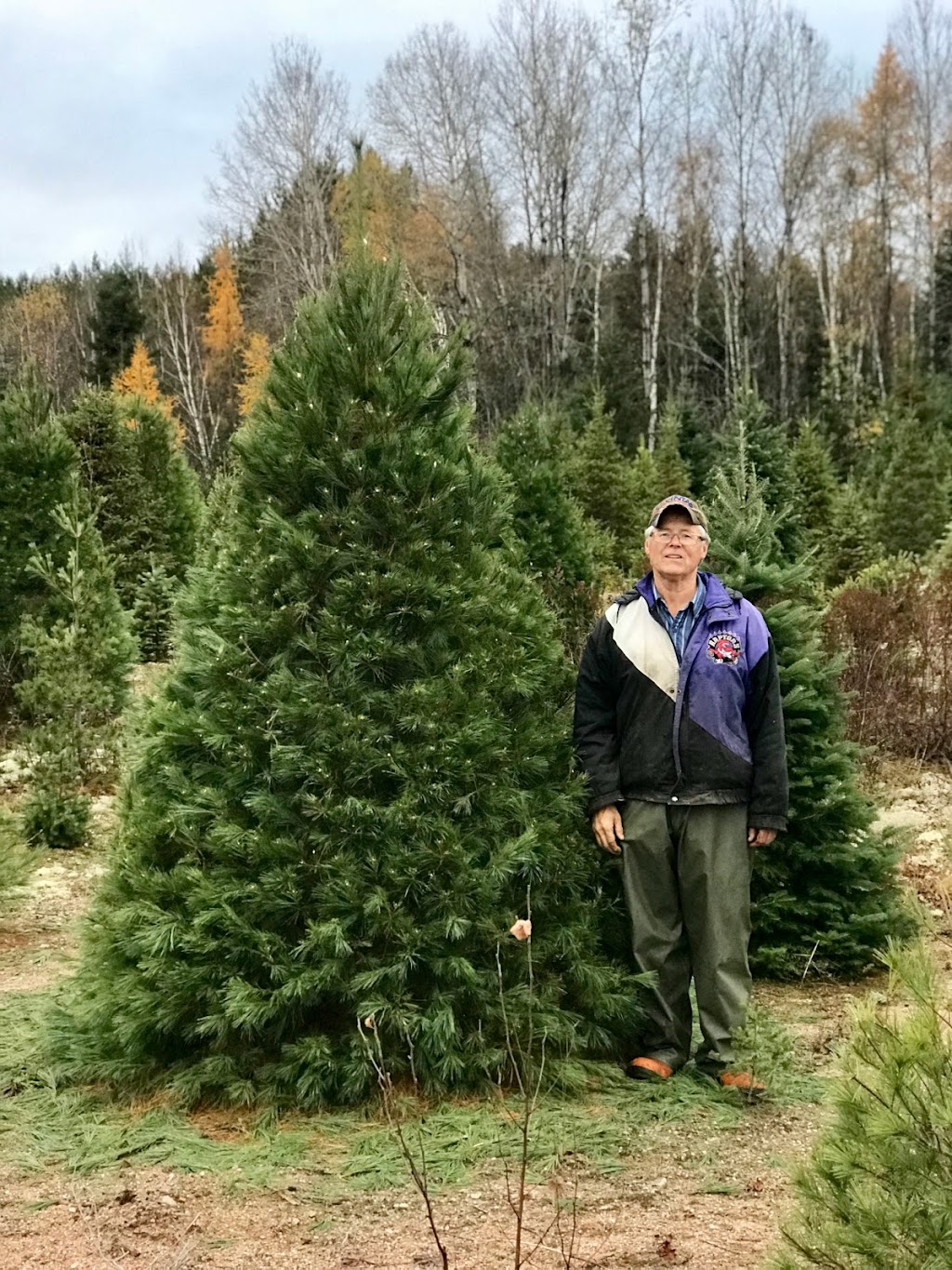 Copeman Tree Farms | 66 Bloomfield Rd, Sundridge, ON P0A 1Z0, Canada | Phone: (705) 492-4950