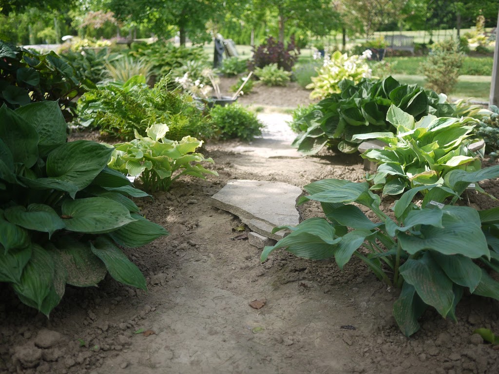 Lotsa Hostas | 15 Orkney Rd, Lynden, ON L0R 1T0, Canada | Phone: (519) 647-2815