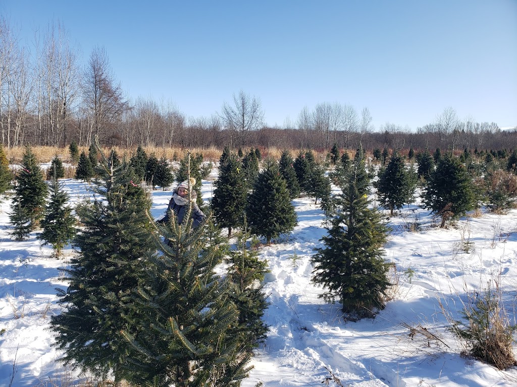 Sapinière St-Jean (sapins de Noël) | 1155 Rue Pierre-Beaumont, Saint-Jean-Chrysostome, QC G6Z 1P1, Canada | Phone: (855) 434-3520