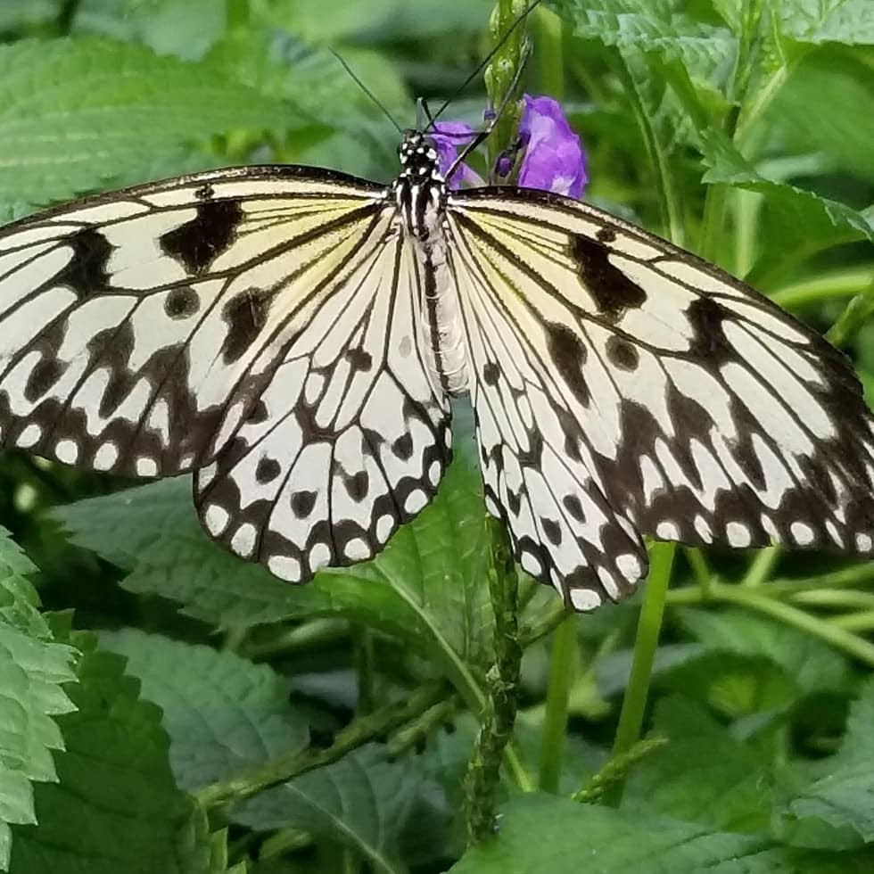 Butterfly Conservatory | 2565 Niagara Pkwy, Niagara-on-the-Lake, ON L0S 1J0, Canada | Phone: (905) 358-0025