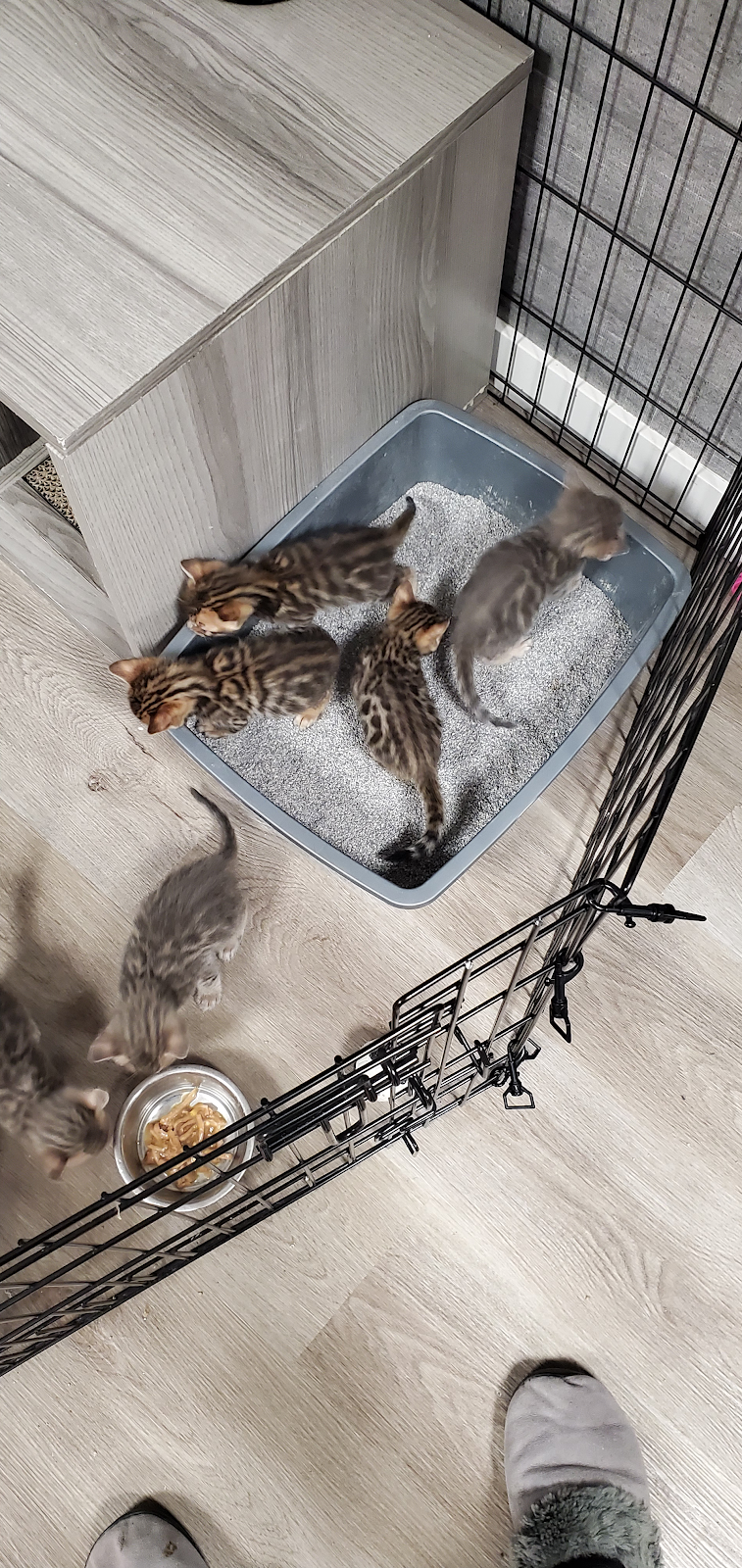 Bengal Babies Cattery | 734 Hampton Hills Dr, High River, AB T1V 0E6, Canada | Phone: (403) 966-8412