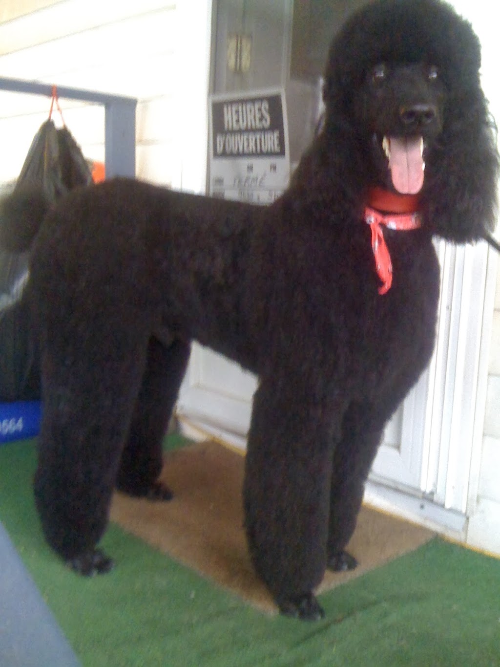 Salon De Toilettage Puppy Love | 1417 QC-148, Grenville-sur-la-Rouge, QC J0V 1B0, Canada | Phone: (450) 562-0474