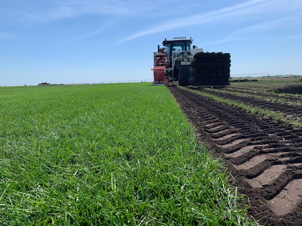 Lach Sod Farms | #84036 Rd 13E (corner of Road 84N & Road 13E), Balmoral, MB R0C 0H0, Canada | Phone: (855) 843-4222