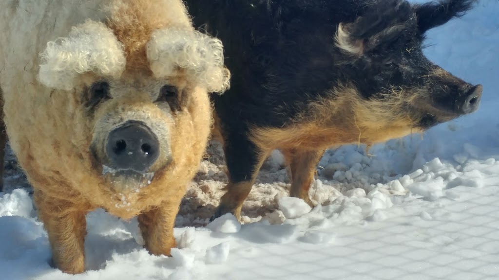 Ferme Mangalitsa Porc-Joli | 396 2e Rang E, Saint-Jean-Port-Joli, QC G0R 3G0, Canada | Phone: (418) 598-2157