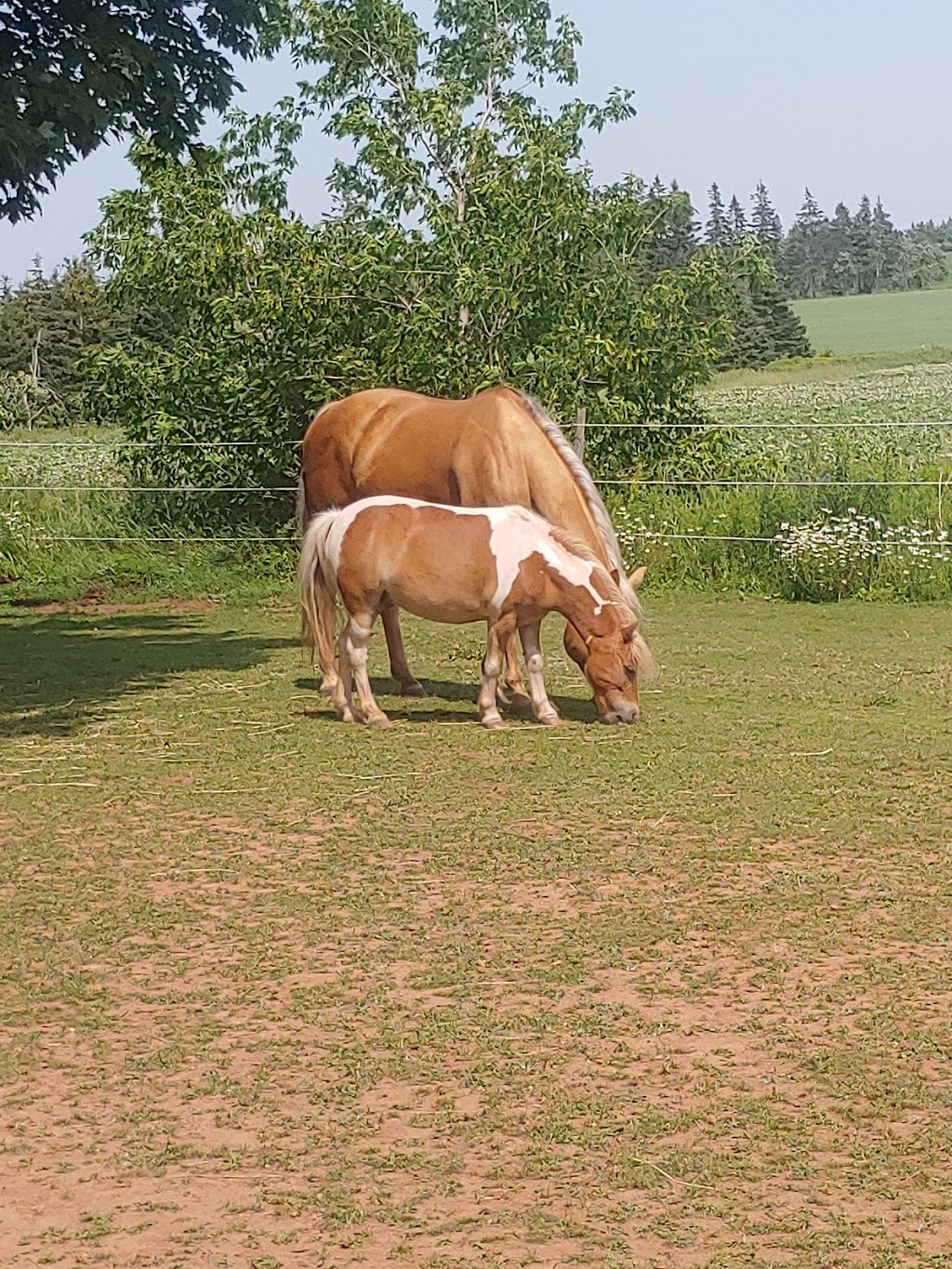 Bugaboo Cottages | 1880 PE-1A, Central Bedeque, PE C0B 1G0, Canada | Phone: (902) 887-2684