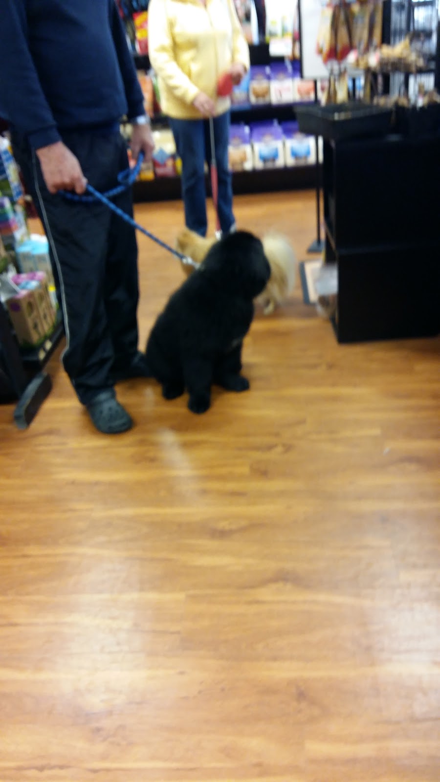 Pet Valu | 320 Durham Market St S, Kincardine, ON N2Z 2A2, Canada | Phone: (519) 396-9135