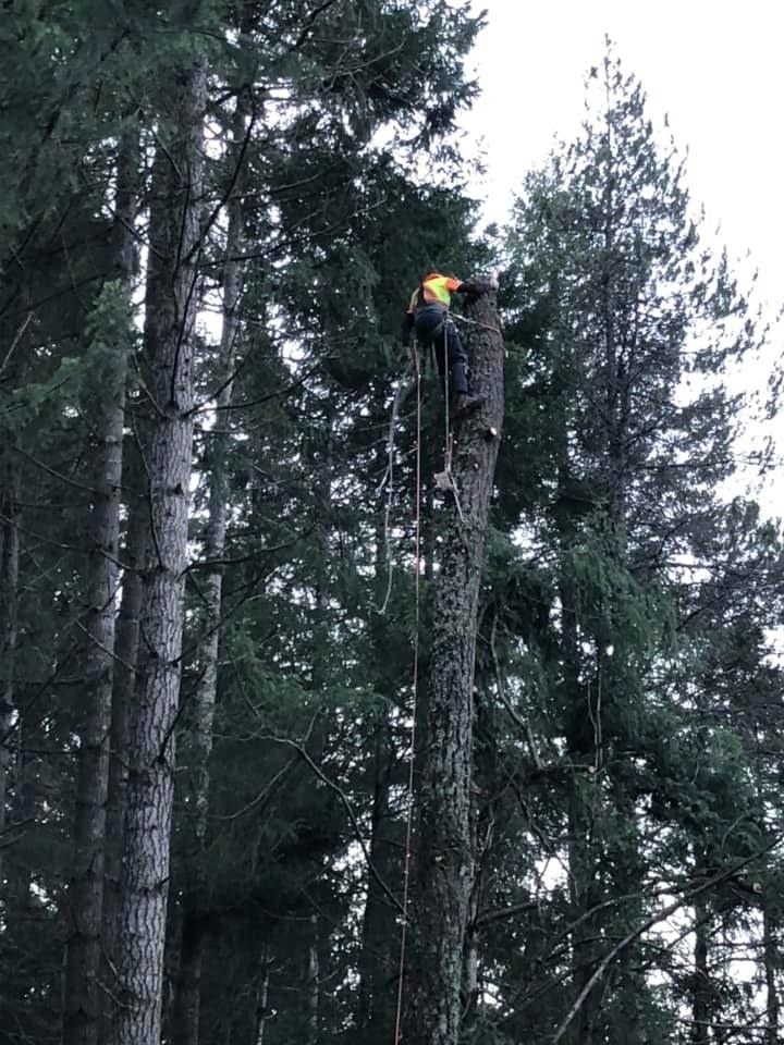 DB Tree Service | 2179 14th Ave, Port Alberni, BC V9Y 2Y7, Canada | Phone: (250) 667-3283