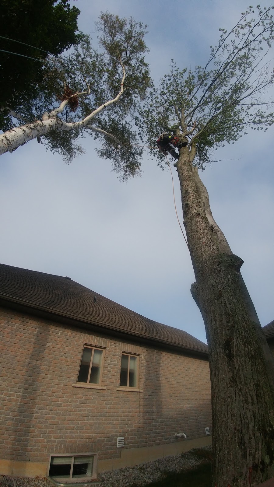 Arbor Borealis tree service | 136 Richardson Dr, Port Dover, ON N0A 1N4, Canada | Phone: (519) 909-9413