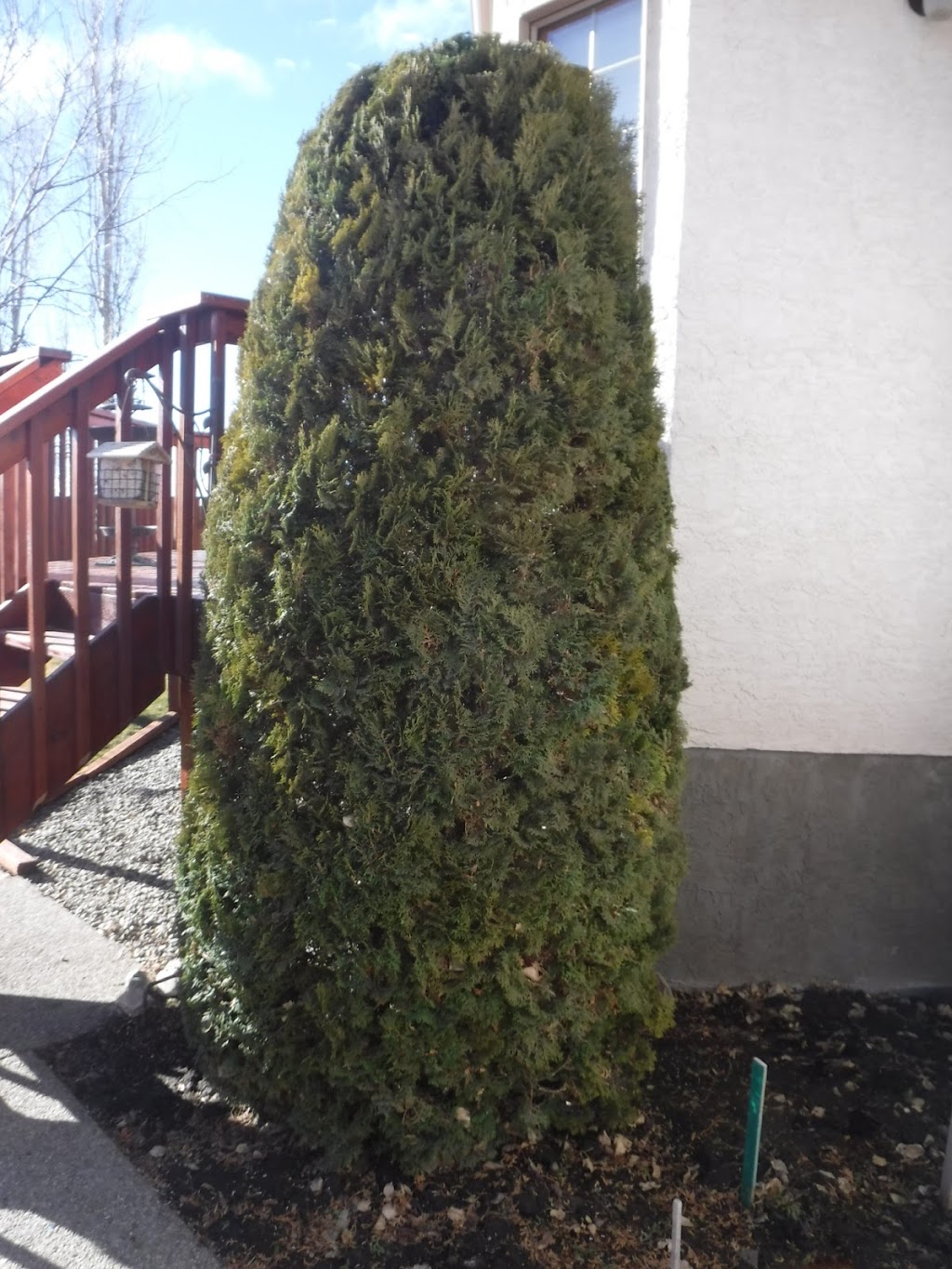 Twig & Owl Tree Care Ltd. | Box 1061, Picture Butte, AB T0K 1V0, Canada | Phone: (403) 715-3341