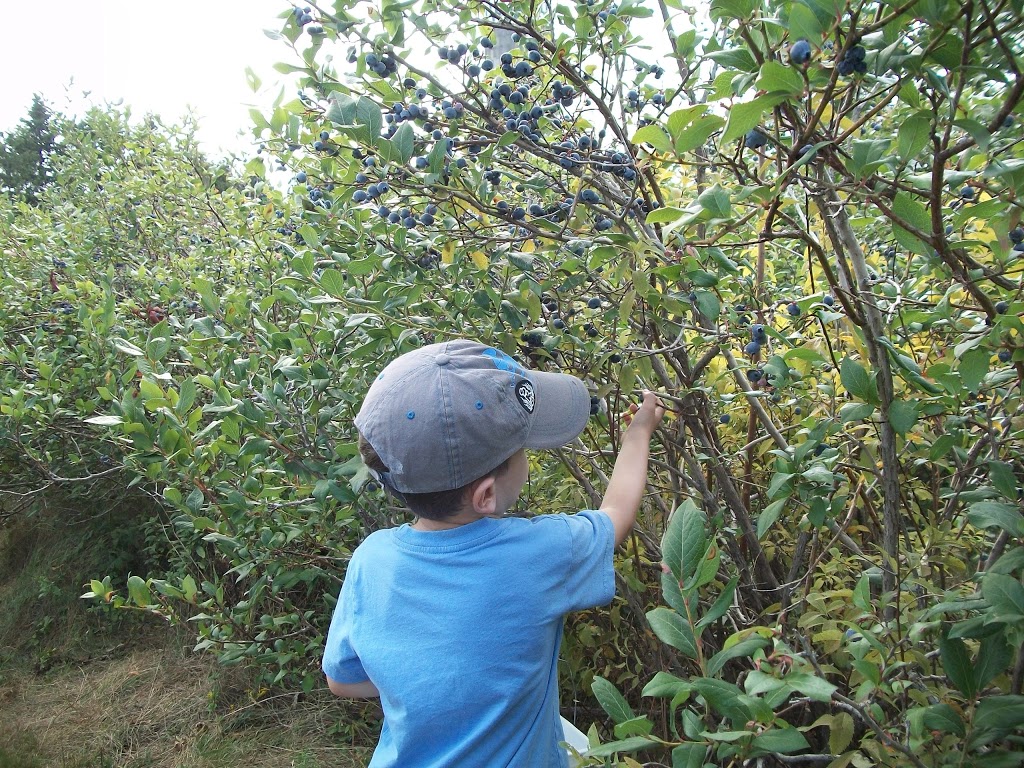 Bleuetière LeClerc | 1248-1284 12e Rang, Wickham, QC J0C 1S0, Canada | Phone: (450) 546-4383