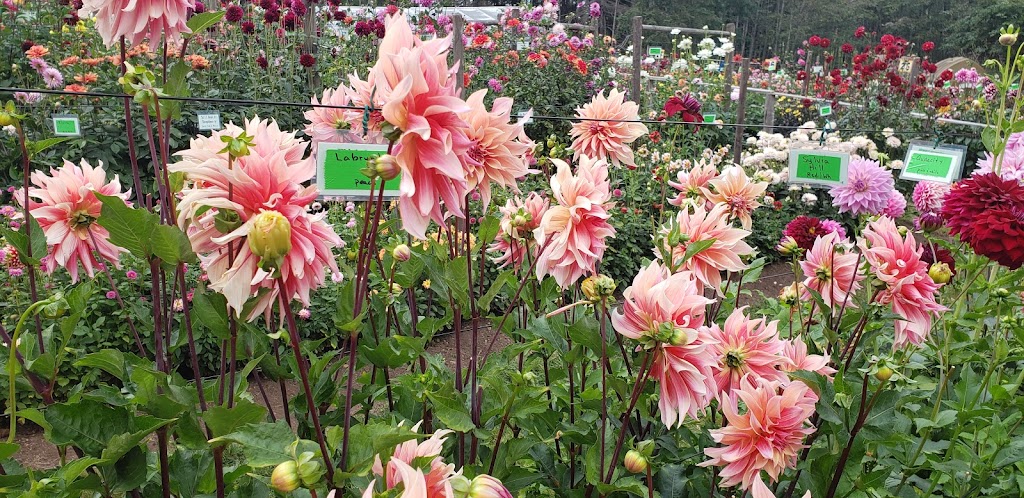 Warwick Dahlias | 1672 Constitution Rd, Black Creek, BC V9J 1G2, Canada | Phone: (250) 650-2128