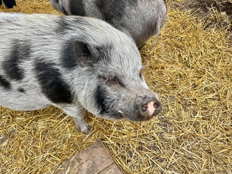 Sweet Acres Pigs Sanctuary | 2798 Vivian Rd, Whitchurch-Stouffville, ON L4A 2N5, Canada | Phone: (416) 805-6697