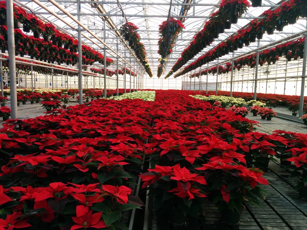 Debono Greenhouses & Garden Centre | 771 Concession 11 Townsend, Waterford, ON N0E 1Y0, Canada | Phone: (519) 443-7300