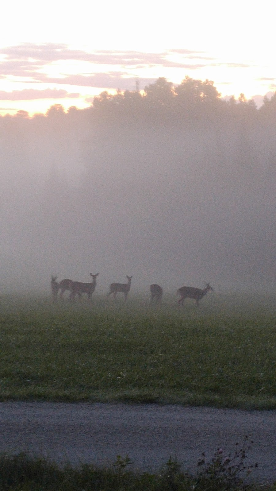 Ferme Greenhill | 5323 Chem. Nichol, Waterville, QC J0B 3H0, Canada | Phone: (819) 565-0728