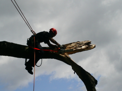 Arboriculture Lapointe | 271 Rue Montcalm, Saint-Colomban, QC J5K 2N3, Canada | Phone: (450) 602-4386