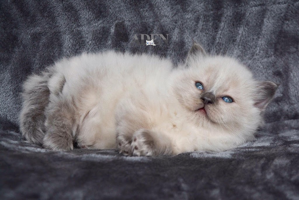 ADEN RAGDOLLS | Port Dover, ON N0A 1N6, Canada | Phone: (905) 627-2255