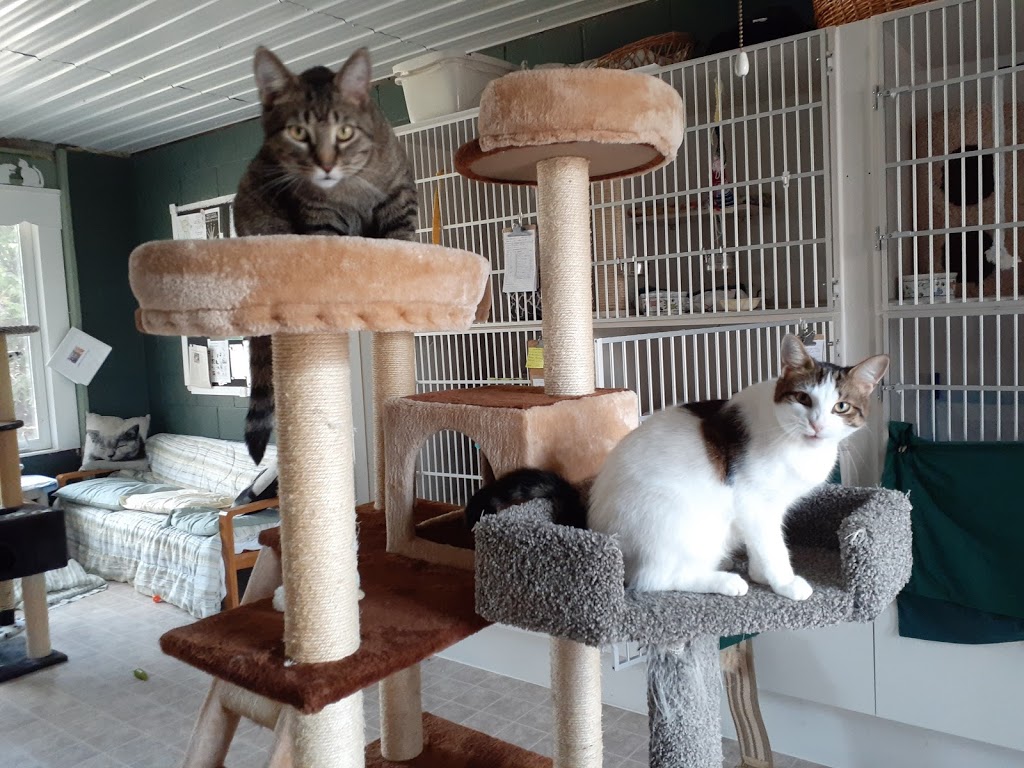 Cats Anonymous Rescue & Adoption | 063055, Dufferin County Rd 3, East Garafraxa, ON L9W 7J1, Canada | Phone: (519) 855-6850