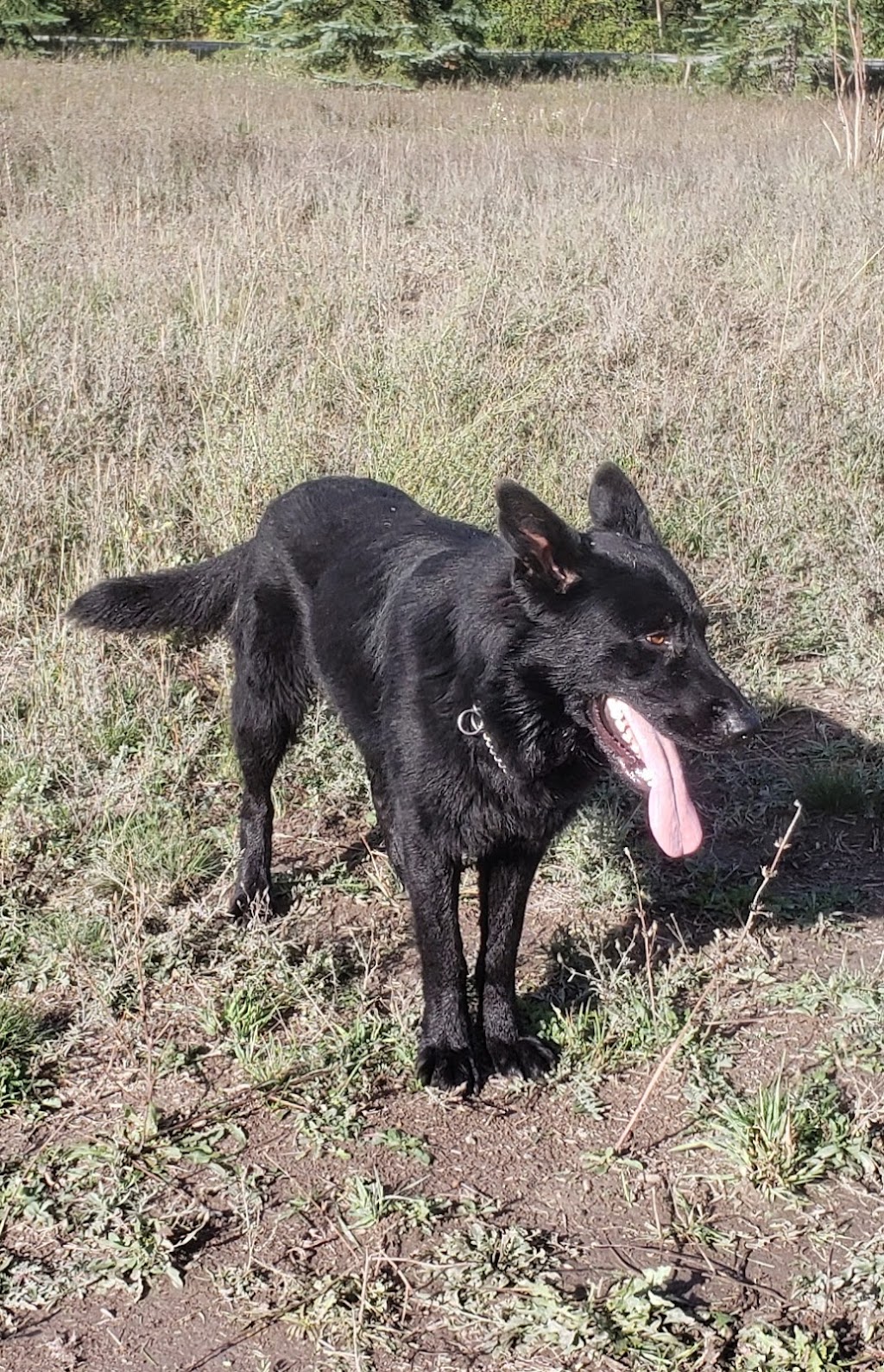 Black Value Kennels | 6985 Hahn Rd, Kitchener, BC V0B 1W1, Canada | Phone: (250) 977-1120