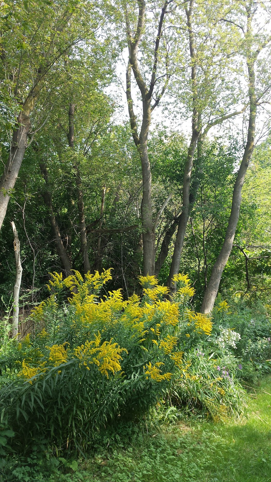 Calvert Park | Etobicoke Creek Trail, Brampton, ON L6V 3A8, Canada