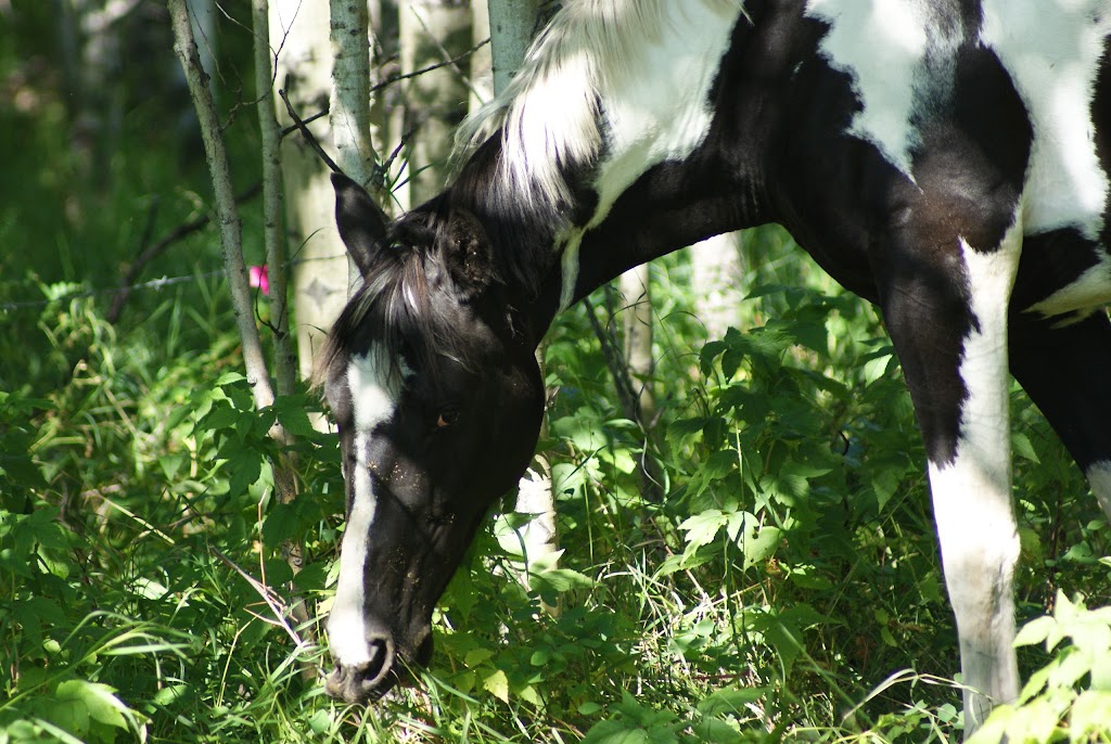 High Country Equestrian Center | 240020 Range Rd 42, Calgary, AB T3Z 2X3, Canada | Phone: (403) 242-9387