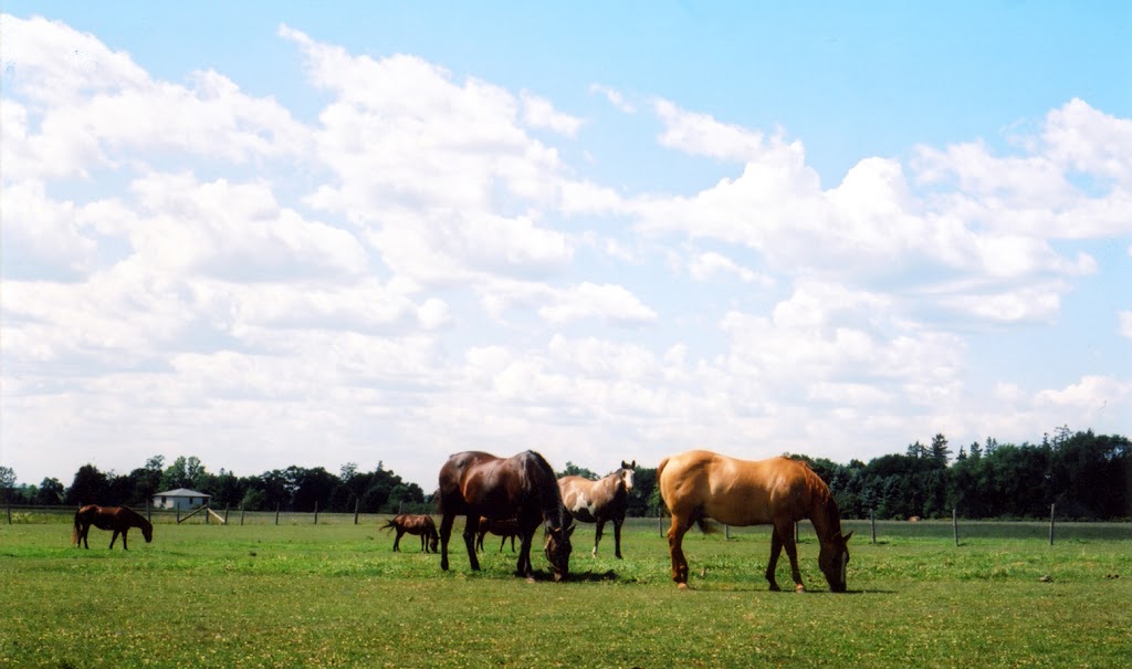 Robintide Farms | 2720 King Vaughan Rd, Maple, ON L6A 2A9, Canada | Phone: (647) 988-2720