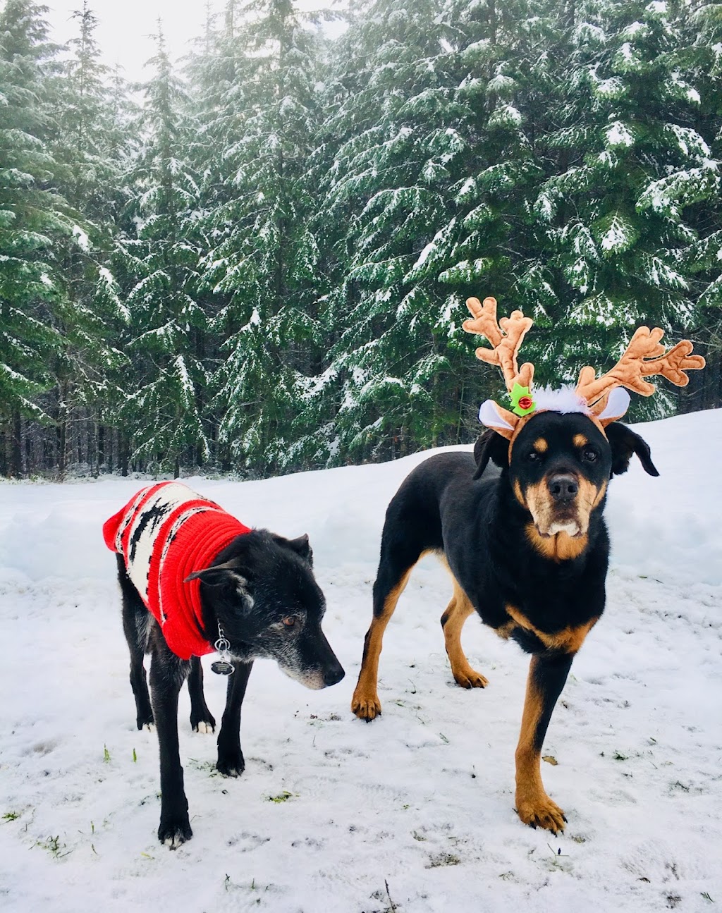 K9 Trekkers | Shawnigan Lake, BC V0R 2W3, Canada | Phone: (250) 516-8052