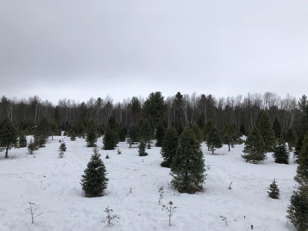 Lauras Christmas Trees | 998024 Mulmur Tosorontio Townline, Mulmur, ON L9V 0N4, Canada | Phone: (705) 466-5790