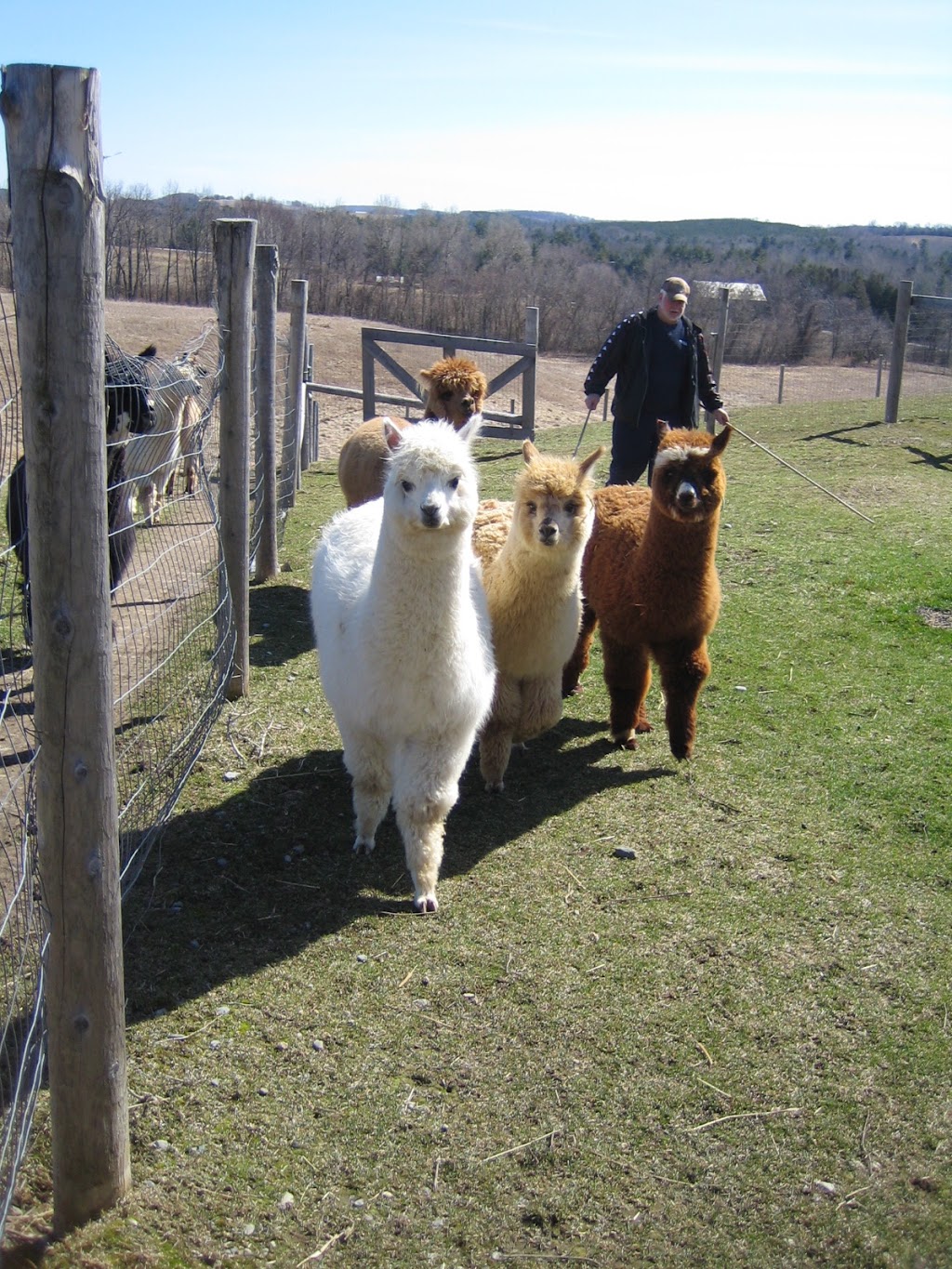 Great Canadian Alpaca Ranch | 223 Milgate Rd, Grafton, ON K0K 2G0, Canada | Phone: (905) 349-3722