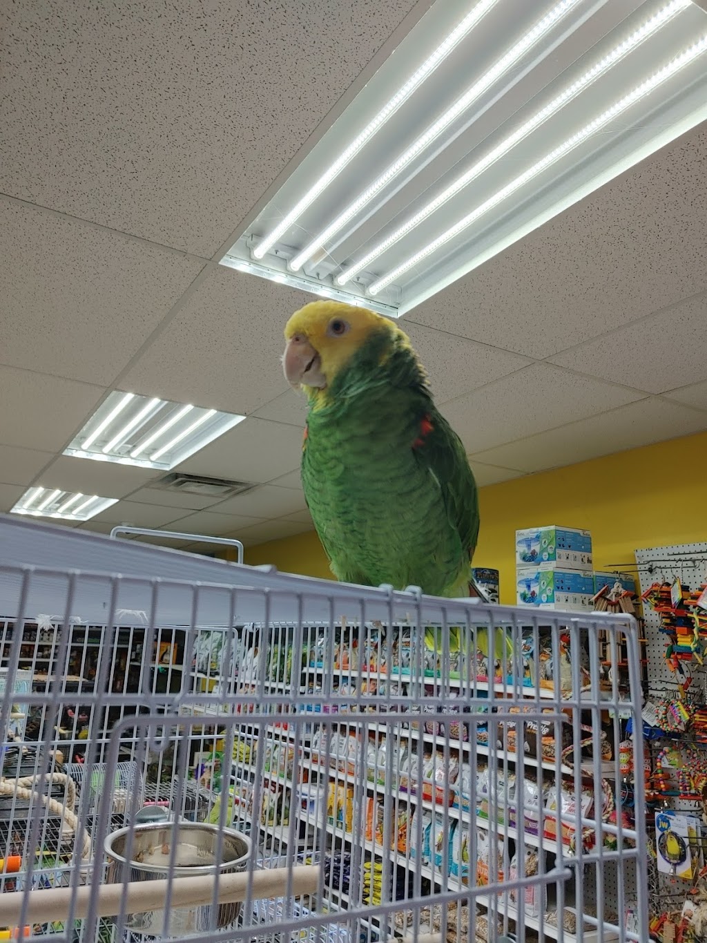 Exotic Pets | 4190 Kingston Rd, Scarborough, ON M1E 4W1, Canada | Phone: (416) 826-7079