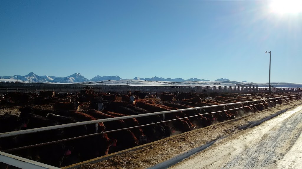 Diamond 8 Cattle Co. | Pincher Creek No. 9, AB T0K 1W0, Canada | Phone: (403) 627-1525