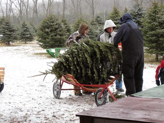 Shea Christmas Tree Farm | 6214 Shea Rd, Marine City, MI 48039, USA | Phone: (810) 765-5882