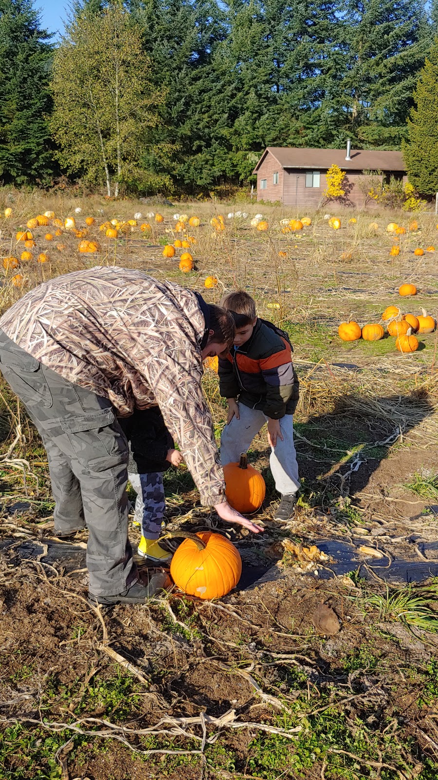 Shady Hazel Farm | 805 Payne Rd, Gibsons, BC V0N 1V7, Canada | Phone: (604) 866-4295