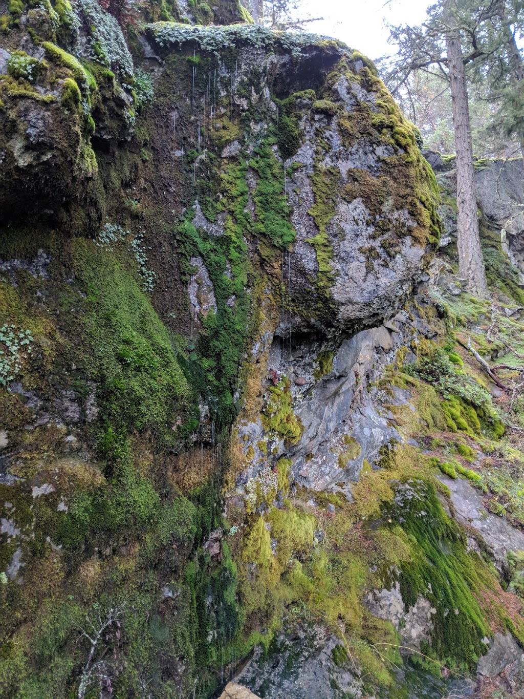 Mt dyan Hiking Trail | Trustees Trail, Salt Spring Island, BC V8K 2Y1, Canada