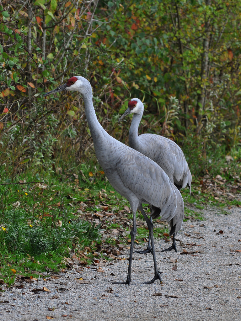 George C. Reifel Migratory Bird Sanctuary | 5191 Robertson Rd, Delta, BC V4K 3N2, Canada | Phone: (604) 946-6980
