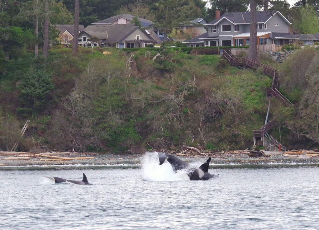 Sooke Whale Watching / Sooke Coastal Explorations | 1581 Dufour Rd, Sooke, BC V9Z 0T6, Canada | Phone: (250) 642-2343