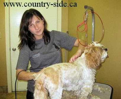 Countryside Boarding, Grooming & Doggie Daycare | 1465 Trussler Rd, Kitchener, ON N2R 1S7, Canada | Phone: (519) 696-3133