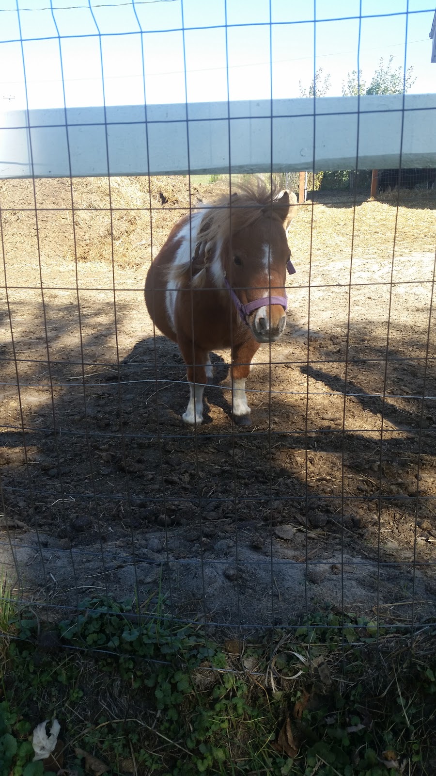 Mini Pony Mirabel | 19370 Rue Victor, Mirabel, QC J7J 0C5, Canada