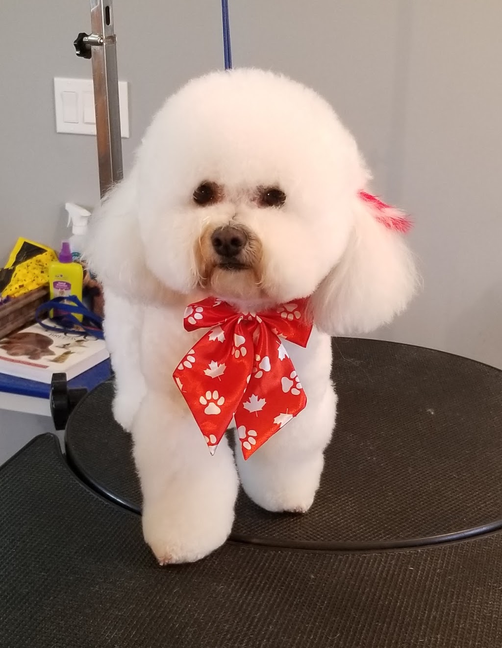 Fancy Feet Pet Styling by Sara | 7-24493 St Clair Rd, Chatham, ON N7M 5J2, Canada | Phone: (519) 401-4960