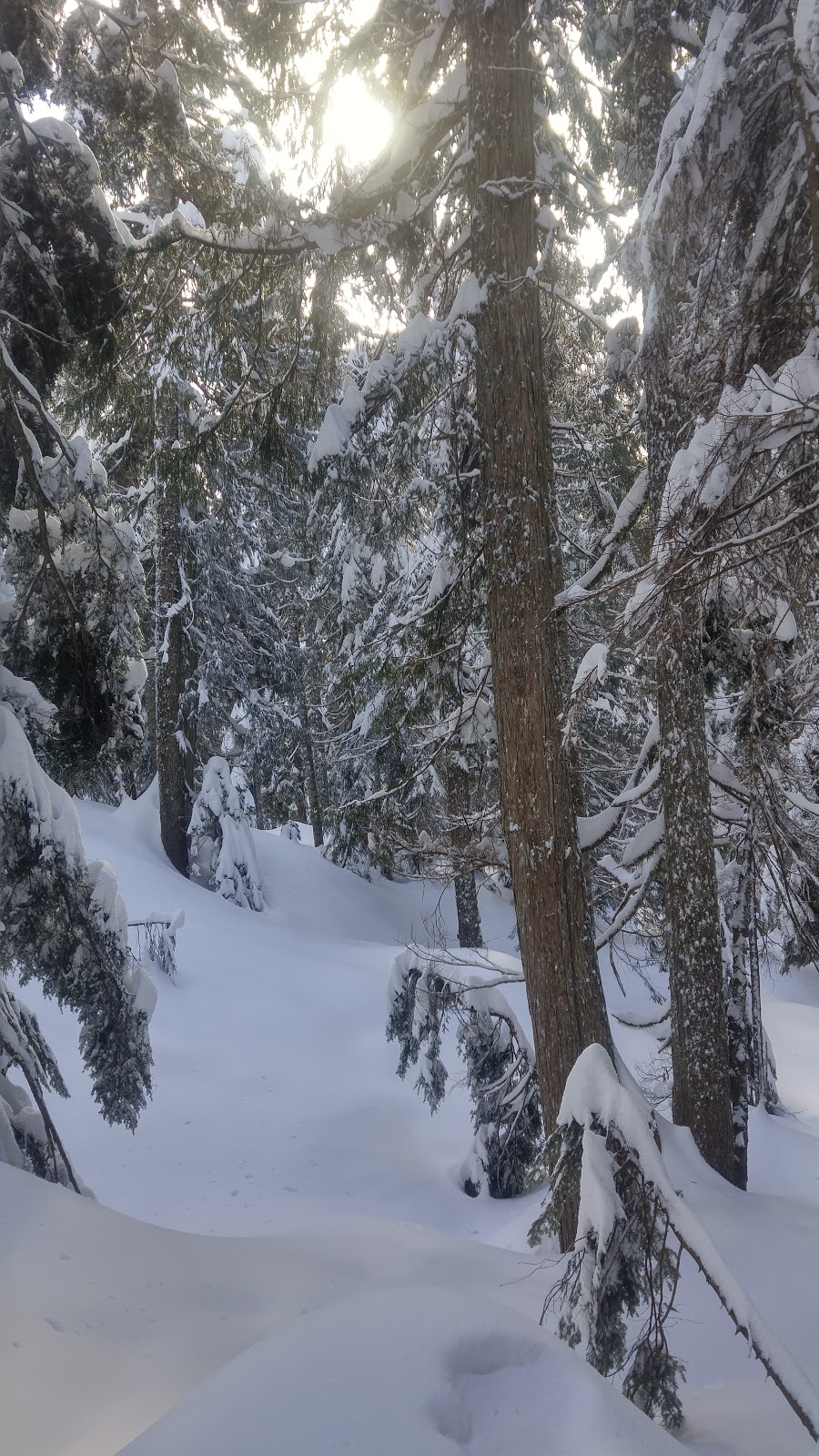 Dog Mountain Trail | 1700 Mt Seymour Rd, North Vancouver, BC V7G 1L3, Canada