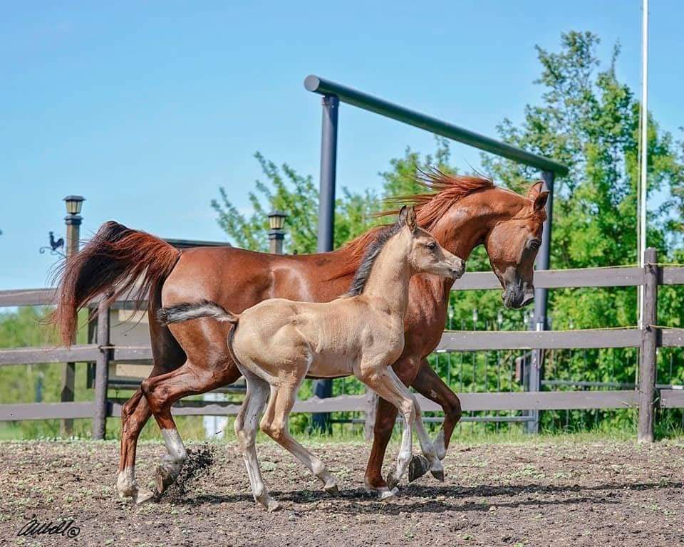 Renex Equine Services | 10 51127 range road 200, AB T0B 4J1, Canada | Phone: (780) 263-9784