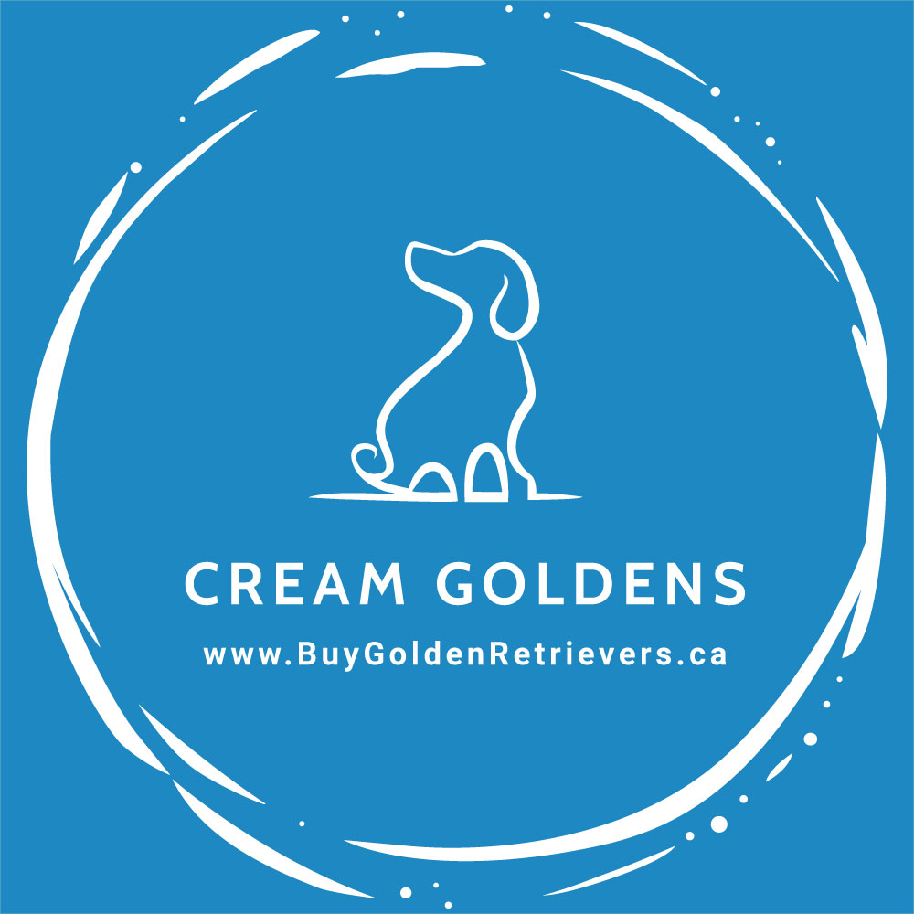 Cream Goldens | 1815 Westcreek Dr, Pickering, ON L1V 6K2, Canada | Phone: (647) 239-0570