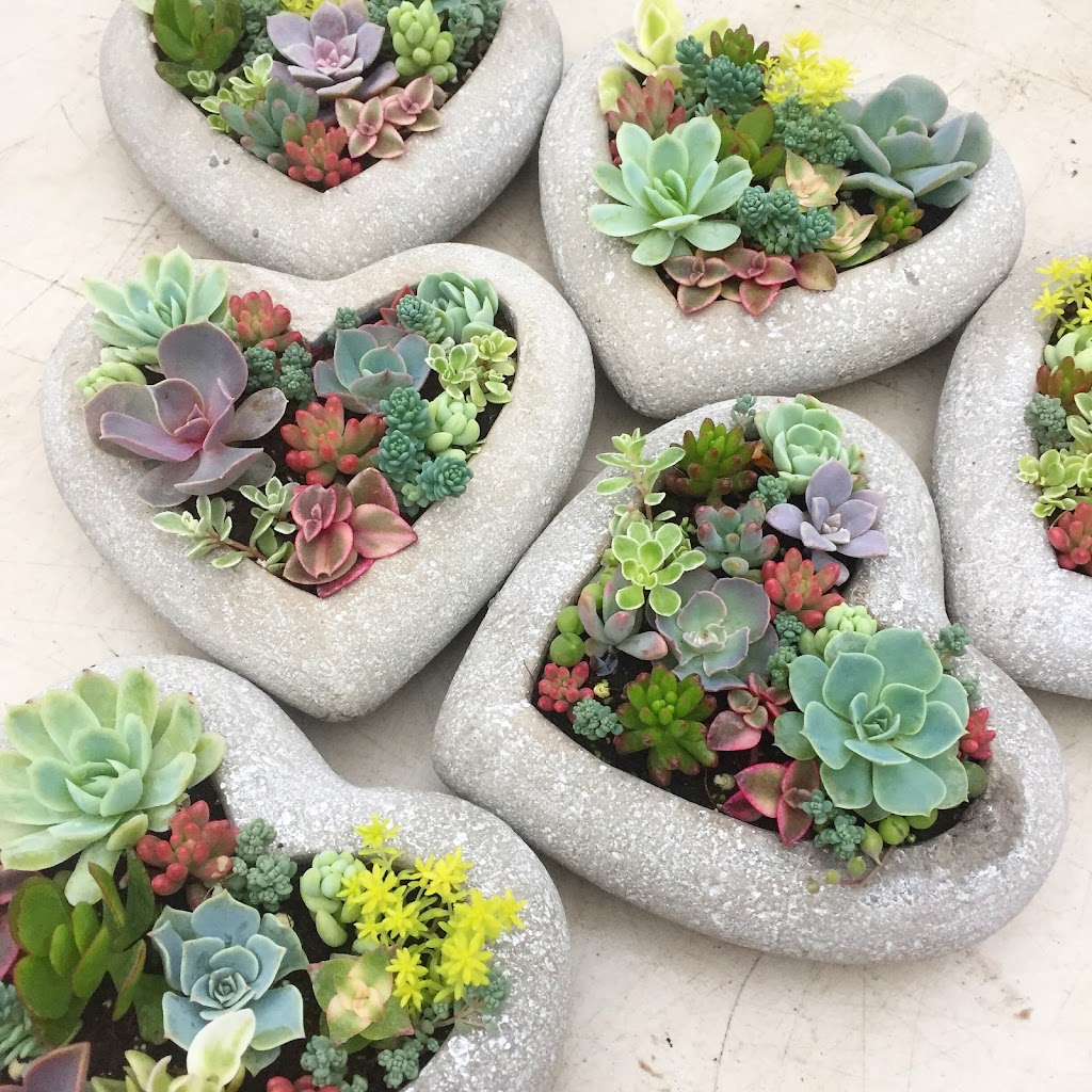 Canadian Succulents | Box 886, 3520 Durham Regional Rd 1, Uxbridge, ON L9P 1R4, Canada | Phone: (416) 464-8879