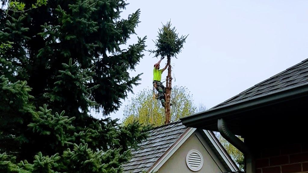 M & M Tree Service | 16 Robroy Ct, Brantford, ON N3R 3E3, Canada | Phone: (519) 752-4887