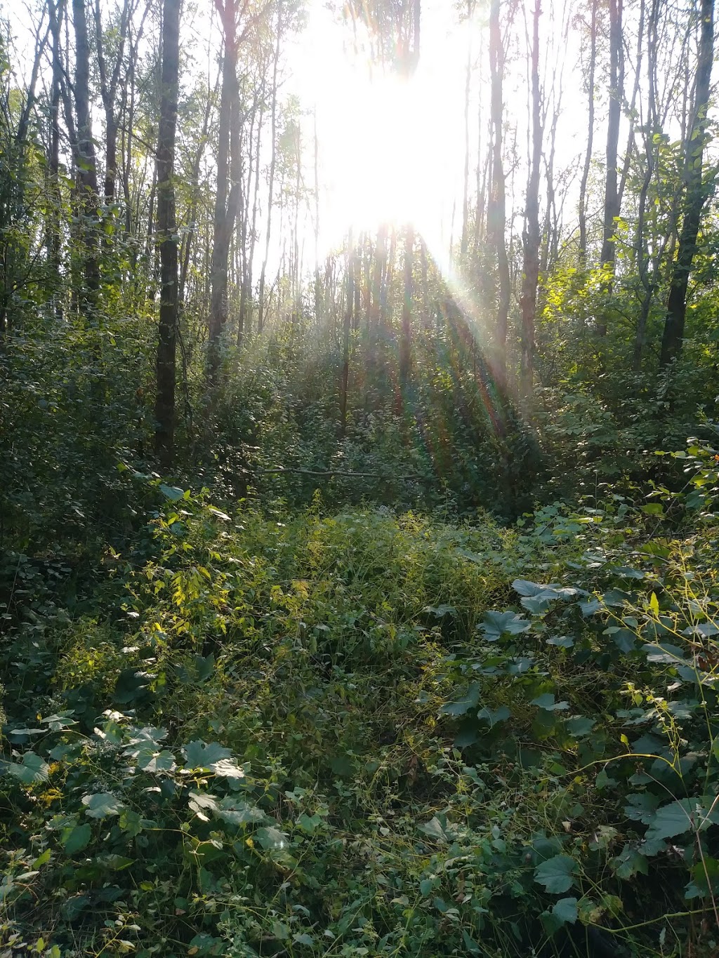 Réserve naturelle du Boisé-Du Tremblay | Rue J.-A.-Bombardier, Boucherville, QC J4B 8P1, Canada