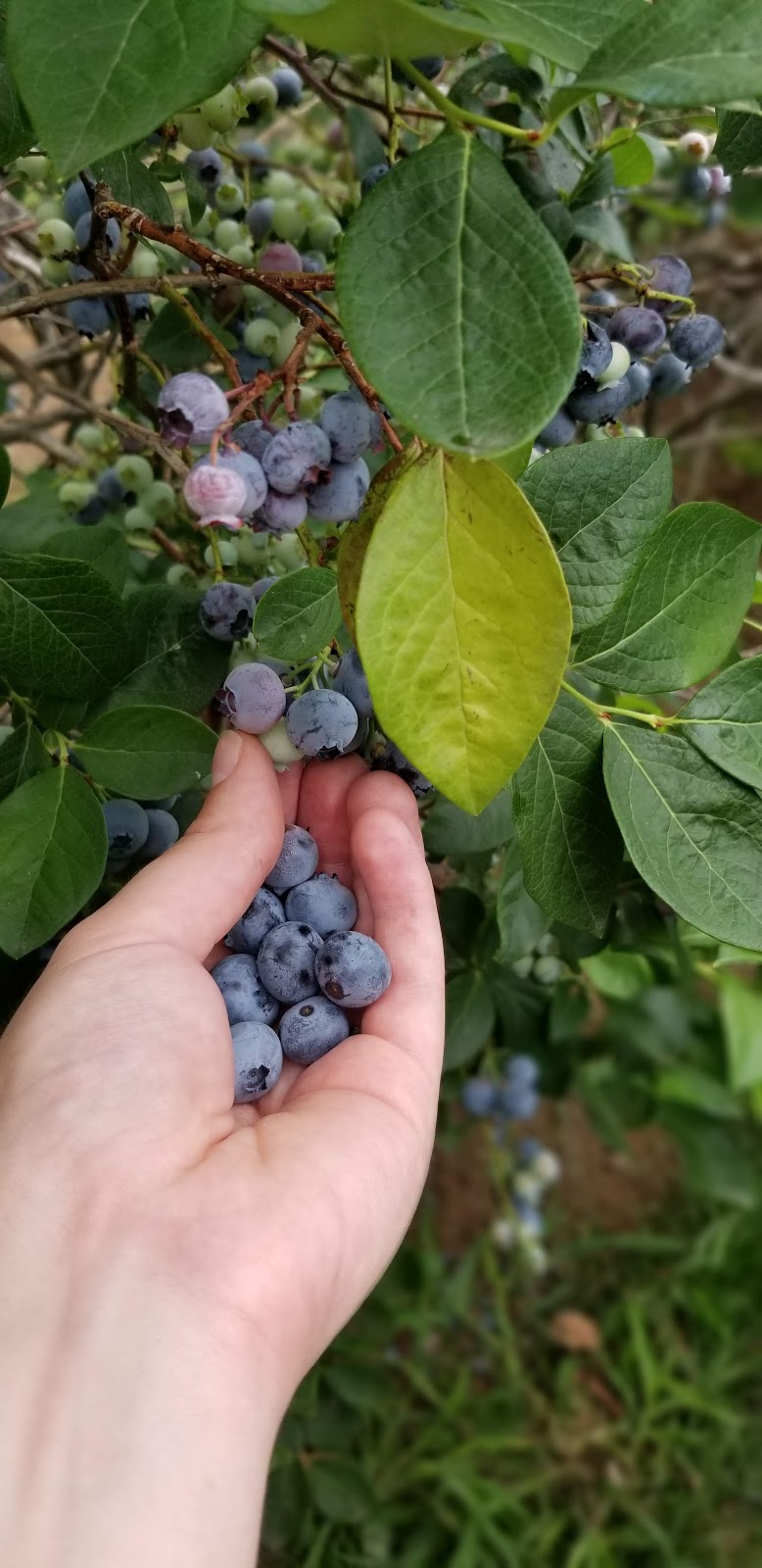 Powells Patch Blueberries | 37 Gilbert Rd, Simcoe, ON N3Y 4K2, Canada | Phone: (519) 428-1563