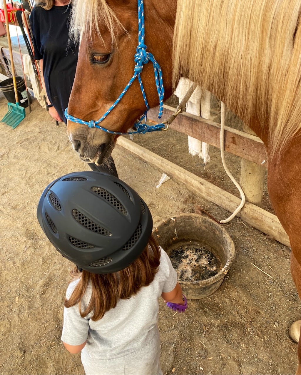 Natural Horse Styles | 3395 ponderosa way, Qualicum Beach, BC V9K 2J8, Canada | Phone: (250) 228-4933