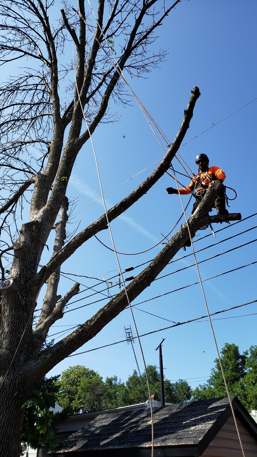 Émondage JL, Au Service Des Arbres | 1734 Rue Poupart #5, Montreal, QC H2K 3G8, Canada | Phone: (514) 559-7901